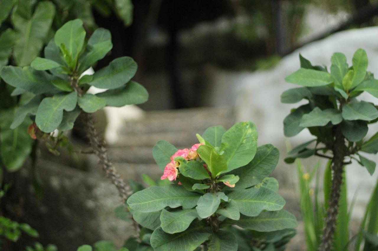 Villa Cata Hotel เอลไซโน ภายนอก รูปภาพ